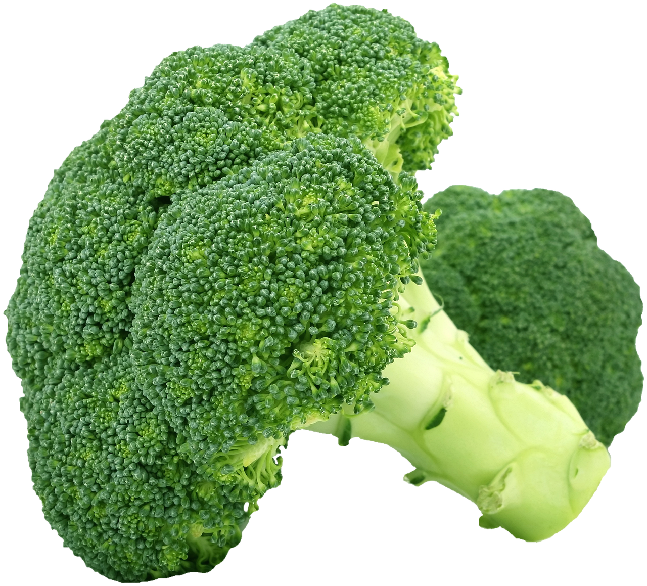 Broccoli head medium / each