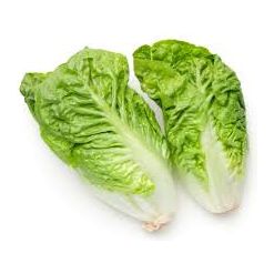 Cos Lettuce Baby - twin pack