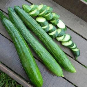 Cucumber Continental / ea